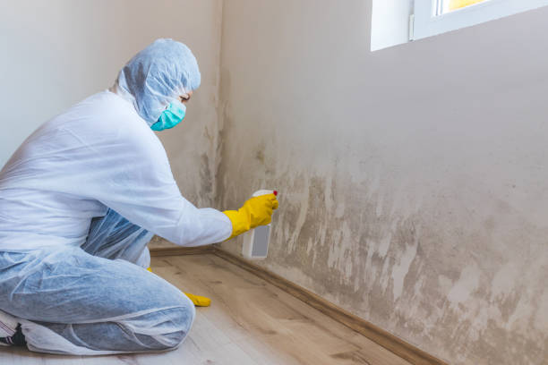 Licensed Mold Remediation service in Lisle, IL - WQB Mold Removal